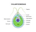 Vector structure of Chlamydomonas. Educational illustration